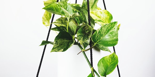 黑马球队庆祝爆冷战胜传统强队